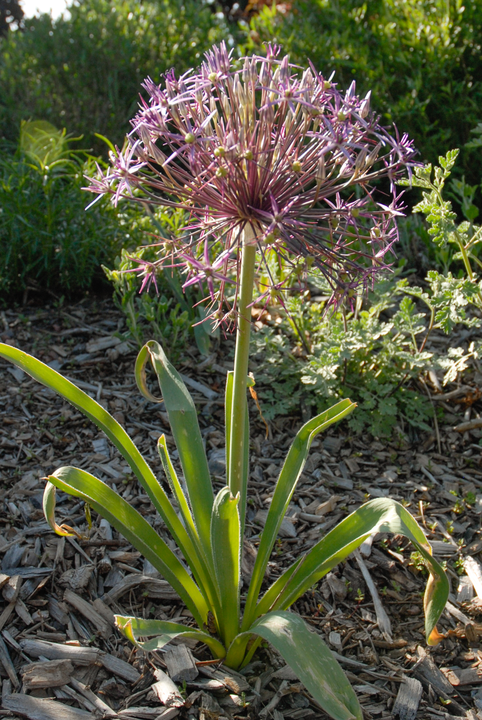 Persian Star Allium
